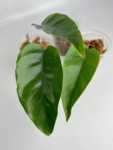 Epipremnum Giganteum - cięty węzeł w ukorzenieniu