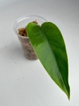 Epipremnum Giganteum - cięty węzeł w ukorzenieniu