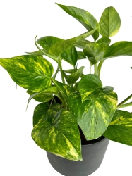Epipremnum  Happy Leaf (1)