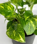 Epipremnum Hicolor