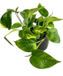 Epipremnum Hicolor