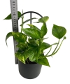 Epipremnum Hicolor