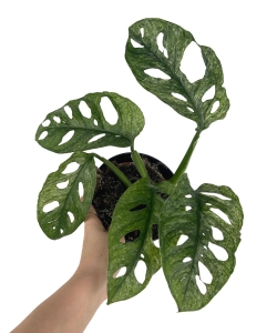 Monstera Adansonii Mint - middle cutting
