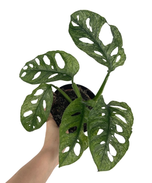 Monstera Adansonii Mint - CW