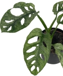 Monstera Adansonii Mint - CW