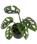 Monstera Adansonii Mint - CW