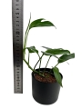 Epipremnum pinnatum blue form M