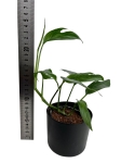 Epipremnum pinnatum blue form M
