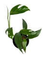 Epipremnum pinnatum blue form M
