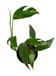 Epipremnum pinnatum blue form M