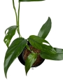 Epipremnum pinnatum blue form M