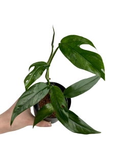 Epipremnum pinnatum blue form (1)