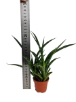 Sansevieria 'Fernwood punk' M