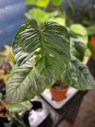 Philodendron Sodiroi - XL - 2 gatunek