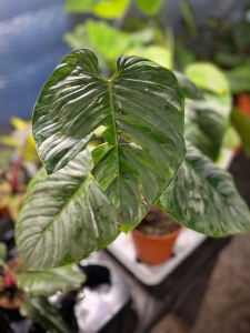 Philodendron Sodiroi - XL - 2 gatunek