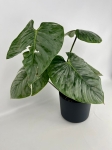 Philodendron Sodiroi - XL - 2 gatunek