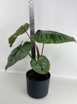 Philodendron Sodiroi - XL - 2 gatunek