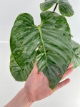 Philodendron Sodiroi - XL - 2 gatunek