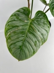Philodendron Sodiroi - XL - 2 gatunek