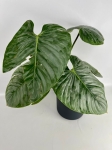 Philodendron Sodiroi - XL - 2 gatunek