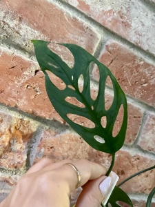 Monstera brasiliana - middle cutting