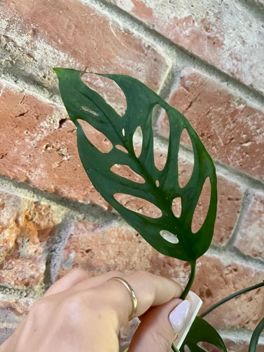 Monstera brasiliana CW