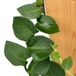 Rhaphidophora hayi - matecznik