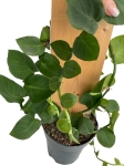 Rhaphidophora hayi - matecznik