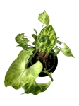 Syngonium Batik - S