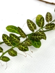 Solanum evolvulifolium