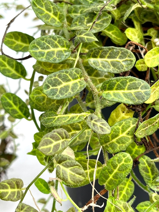 Solanum evolvulifolium