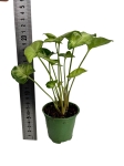 Syngonium Pixie - S