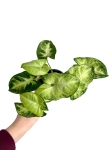 Syngonium Pixie - S