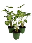 Syngonium Pixie - S