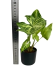Syngonium Arrow - S