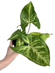 Syngonium Arrow - S
