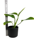 Philodendron Guttifero - S