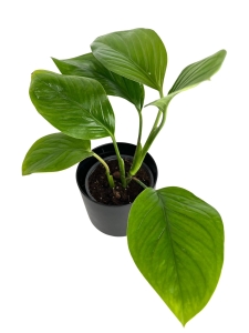 Philodendron Guttifero - M