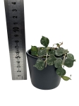 Hoya curtisii - S