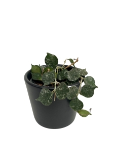 Hoya curtisii - S