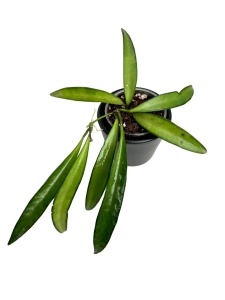 Hoya wayetii - S