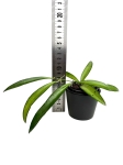 Hoya wayetii - S
