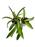 Hoya wayetii - S