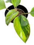 Philodendron Rojo Congo variegata