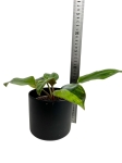 Philodendron Rojo Congo variegata