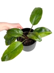 Philodendron Rojo Congo variegata