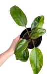 Philodendron Rojo Congo variegata