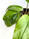 Philodendron Rojo Congo variegata