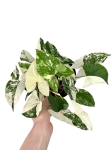 Syngonium Emerald Gem - M