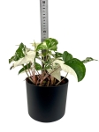 Syngonium Emerald Gem - M